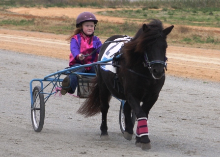 Alex driving in Harness Racing