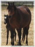 Fairlight Acres Promise and Foal 2006
